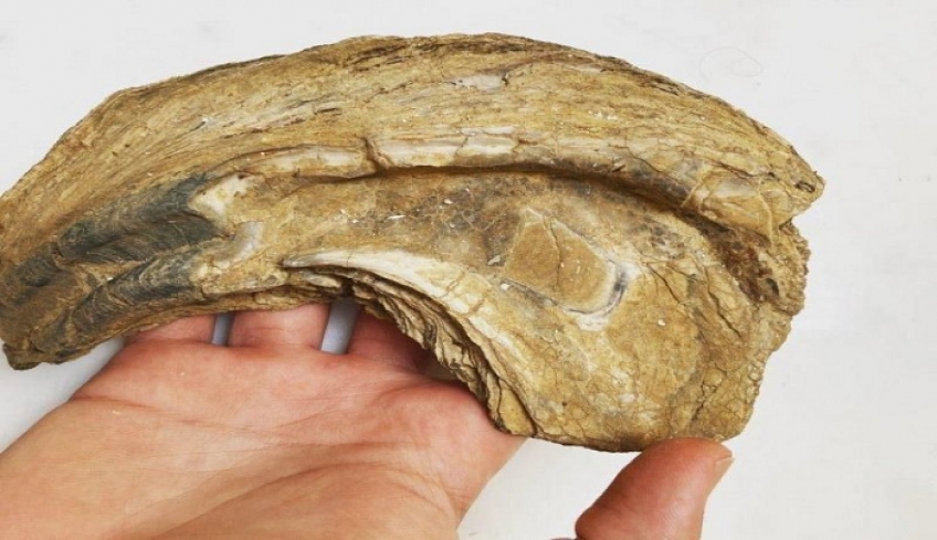 Μουσείο σπάνιων απολιθωμάτων και πετρωμάτων στην Κω από 19χρονο φοιτητή