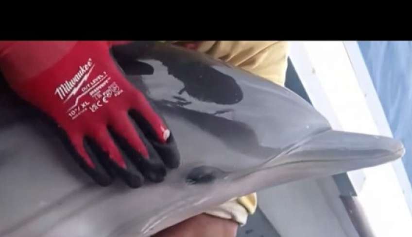 Ο Καλύμνιος καπετάν Στάθης Γεωργούλης απελευθερώνει ένα πανέμορφο δελφίνι, που παγιδεύτηκε στα παραγάδια του (video)