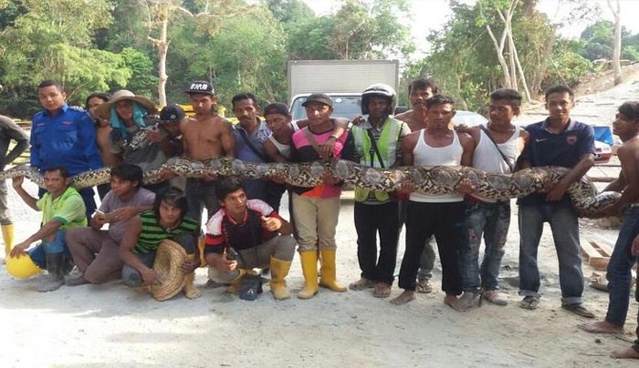 Επιασαν το μεγαλύτερο φίδι στον κόσμο μήκους 8 μέτρων-ΒΙΝΤΕΟ