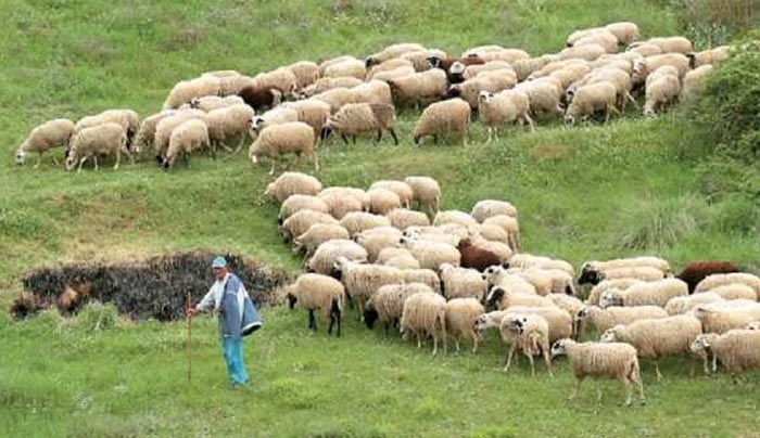 Εως και 70% περισσότερα πληρώνουν οι Έλληνες κτηνοτρόφοι για τη σίτιση των ζώων τους