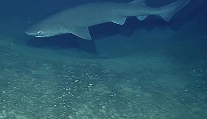 Κατάδυση στα μυστήρια της Νισύρου – Βουτιά με καρχαρίες στον κρατήρα της Στρογγύλης