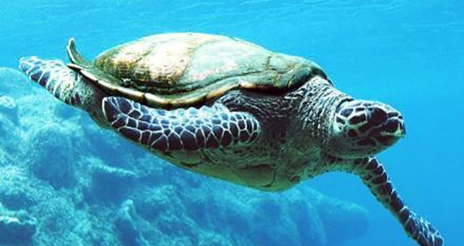 Φωλιά χελώνας καρέτα – καρέτα στο Καντούνι Καλύμνου