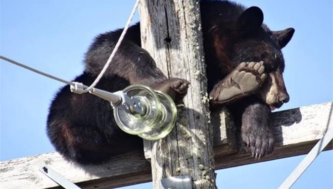 Αρκούδα πήρε έναν υπνάκο σε κολόνα του ρεύματος στον Καναδά