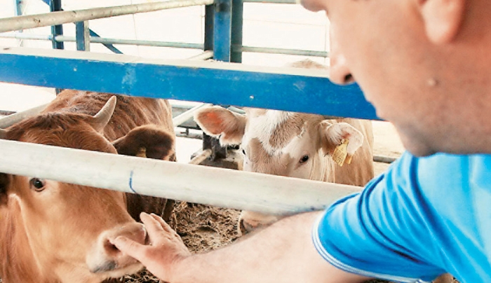 Τα νέα φορολογικά μέτρα ξεκληρίζουν τους κτηνοτρόφους αναφέρει ο ΣΕΚ