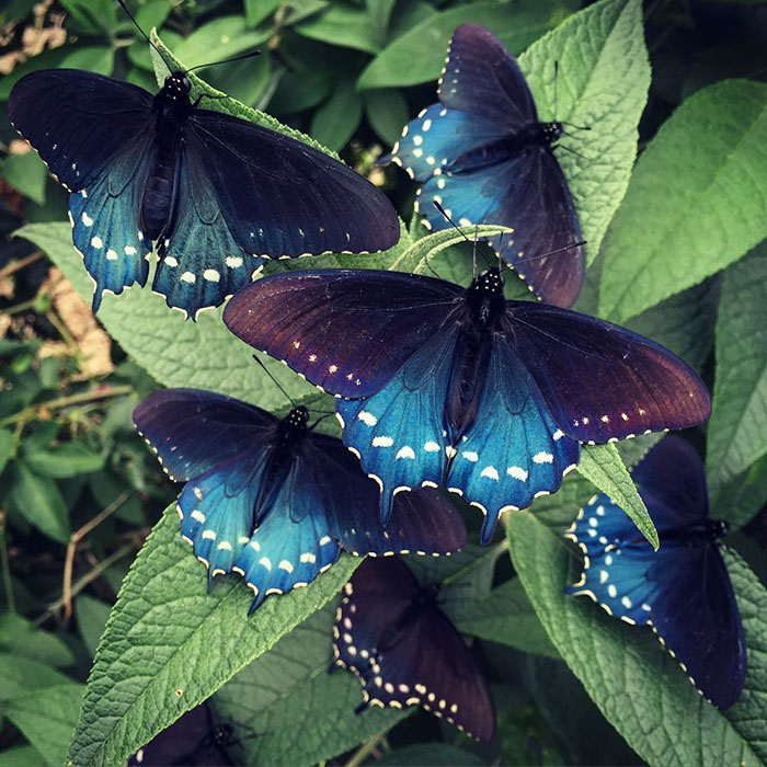 rare blue swallowtail pipevine butterfly repopulation tim wong 9