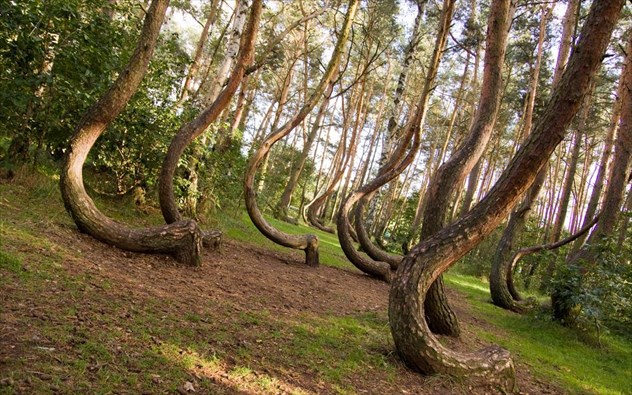 crooked forest polonia