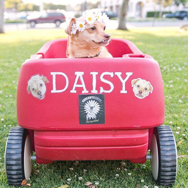 daisy4