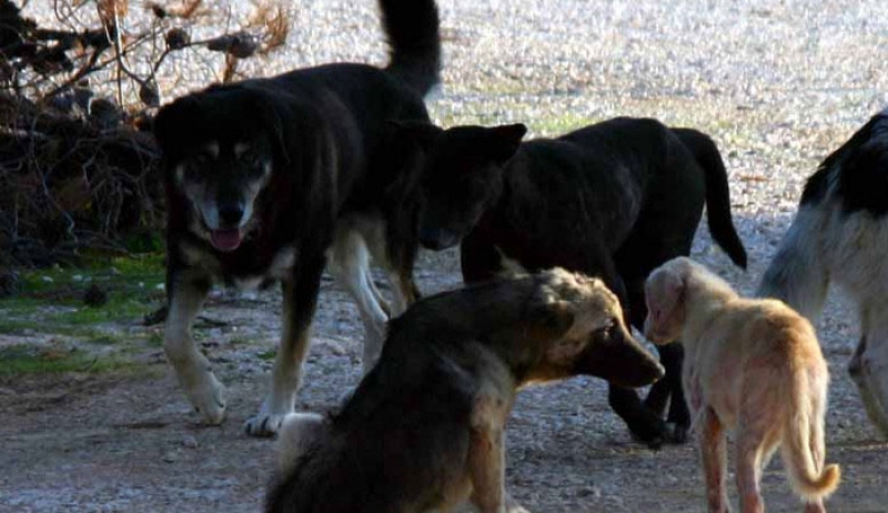 Κτηνωδία στον δήμο Αγιάς στην Λάρισα: Πάνω από 40 σκυλιά δηλητηριάστηκαν