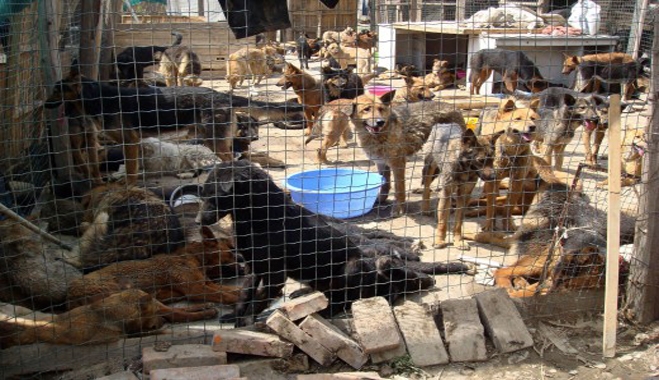 Κίνα: θανατώθηκαν 5.000 σκυλιά Φόβοι για επιδημία λύσσας