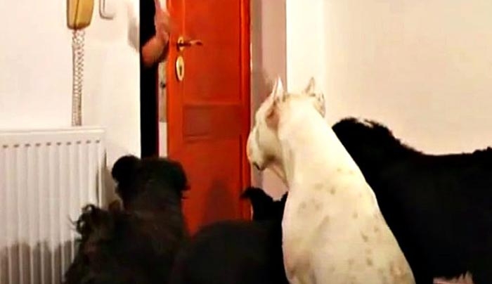 Αυτά τα σκυλιά περιμένουν να κλείσει η πόρτα. Αυτό που κάνουν, όταν μένουν μόνα τους, σοκάρει τους ιδιοκτήτες τους (Βίντεο)