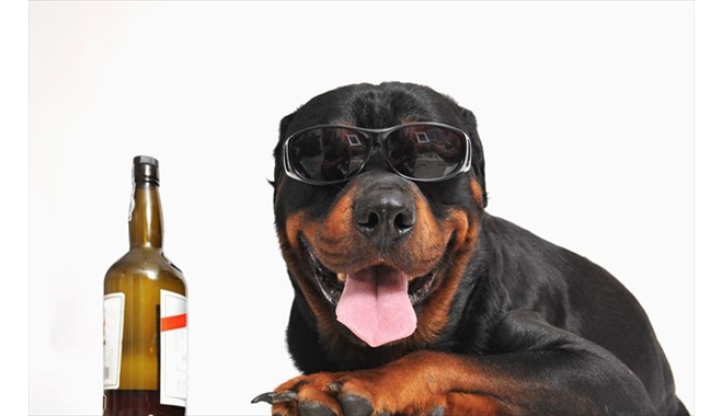 Μπίρα για… σκύλους