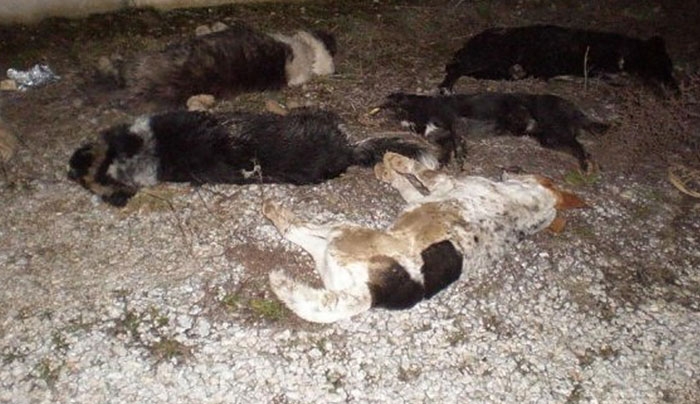 Κτηνωδία με μαζική εκτέλεση σκύλων στο Δασάκι Άχνας – Πυροβολήθηκαν κατευθείαν στο κεφάλι!