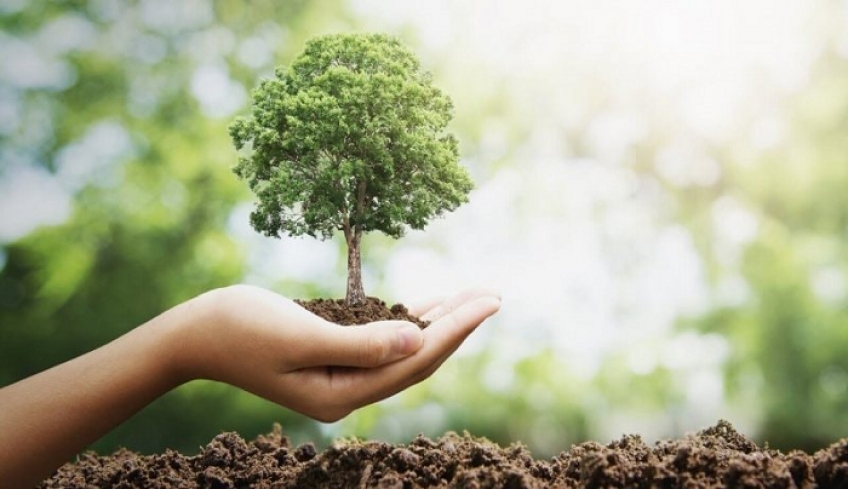 Συγκινητική προσφορά 5.000 δέντρων για την αναδάσωση στη Ρόδο από μια επιχείρηση της Μυκόνου