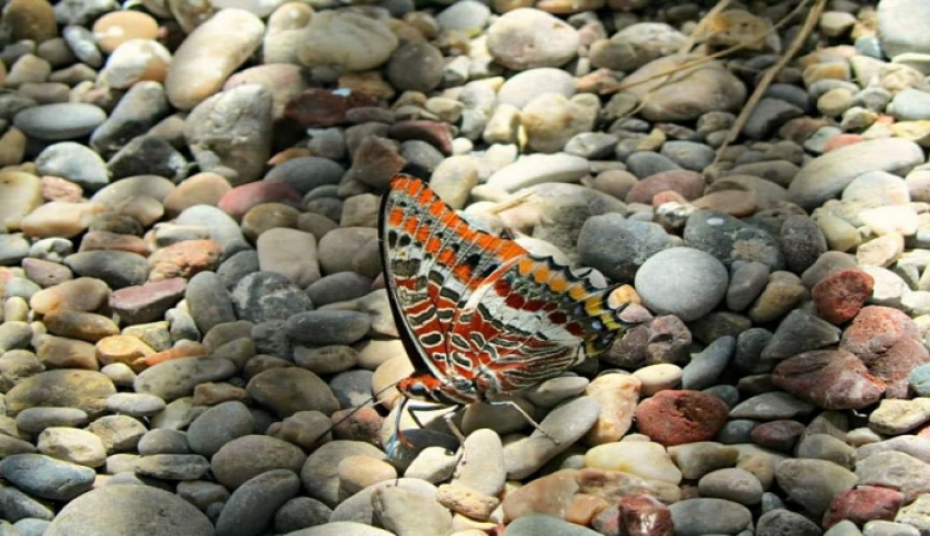 Βιοποικιλότητα της Κω: &quot;Ανακάλυψη ΝΕΟΥ είδους πεταλούδας για την Κω&quot;