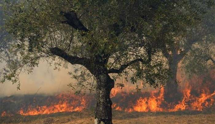 Ευρώπη: Καύσωνας και ξηρασία εκτοξεύουν την τιμή του ελαιολάδου