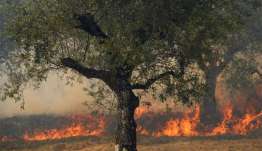 Ευρώπη: Καύσωνας και ξηρασία εκτοξεύουν την τιμή του ελαιολάδου