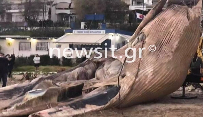 Νεκρή φάλαινα ξεβράστηκε στην Φρεαττύδα, στον Πειραιά (video)