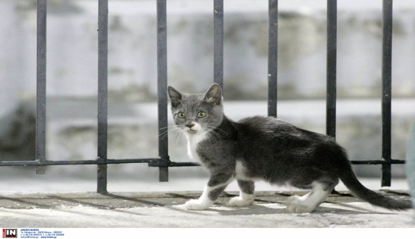 Μία σύλληψη στην Κεφαλονιά για τη θανάτωση γάτας