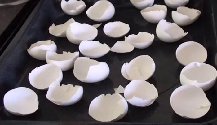 Όταν δείτε ΓΙΑΤΙ Ψήνει τα τσόφλια των Αυγών, δεν θα ξαναπετάξετε ΠΟΤΕ τα δικά σας! (Βίντεο)