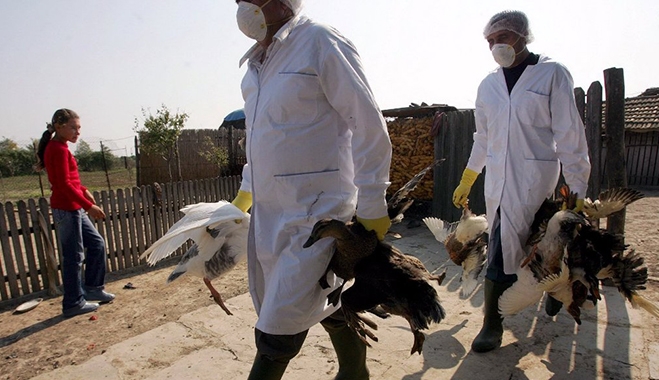 Νέο κρούσμα του ιού της γρίπης των πτηνών στη Γερμανία