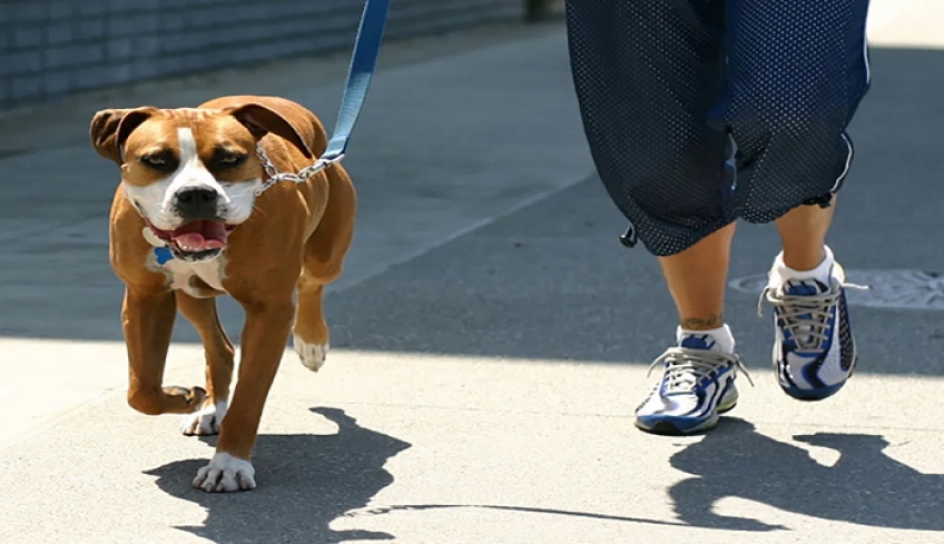 Ελληνική Αστυνομία: 300 ευρώ πρόστιμο σε όποιον βγάζει βόλτα τον σκύλο του χωρίς λουρί