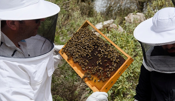 Προγράμματα Μελισσοκομίας από την Περιφέρεια Ν.Αιγαίου