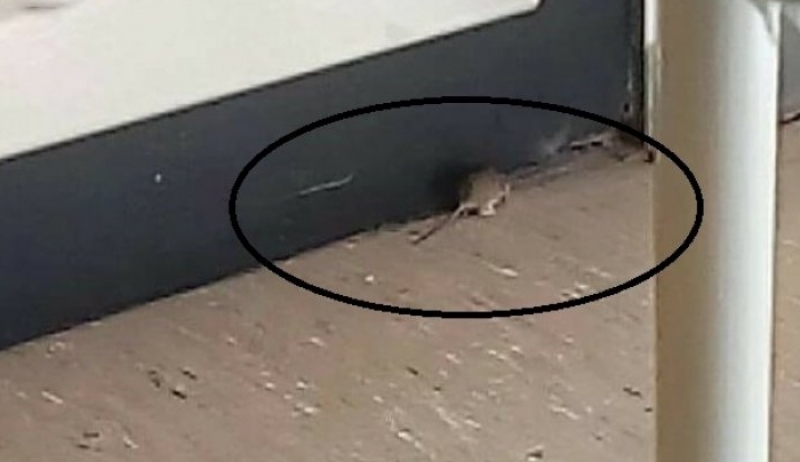 Ηράκλειο: Ασθενείς και ποντίκια – Εικόνες που σοκάρουν στην παιδιατρική κλινική του ΠΑΓΝΗ