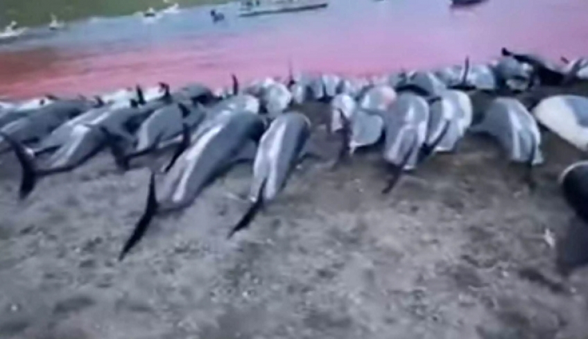 Νησιά Φερόε: Η θάλασσα έγινε κόκκινη – Κτηνώδες έθιμο με μαζική σφαγή δελφινιών