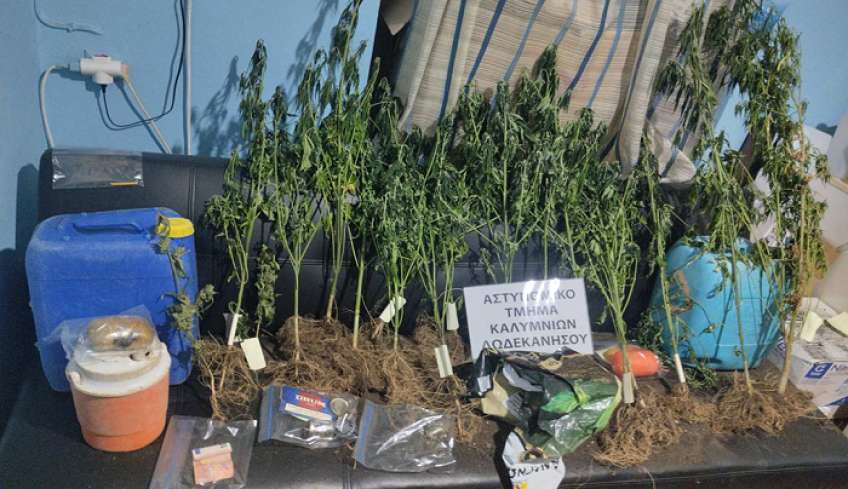 Συνελήφθησαν επ’ αυτοφώρω δύο άνδρες να προβαίνουν σε καλλιέργεια κάνναβης στην Κάλυμνο