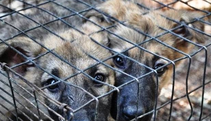 Σύλληψη ημεδαπού για εμπόριο ζώων στην Κω