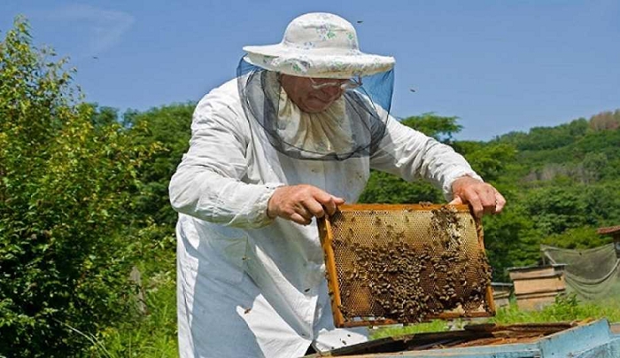 ΜέΡΑ25 Δωδεκανήσου: Ανάγκη για άμεση λήψη μέτρων στήριξης των μελισσοκόμων της Κω