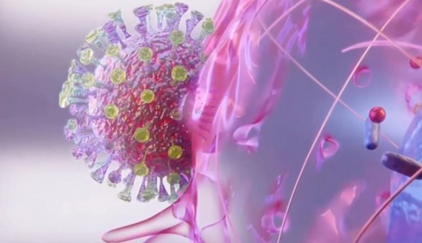 Βίντεο - αναπαράσταση: Δείτε πώς ο κορονοϊός μολύνει τα ανθρώπινα κύτταρα