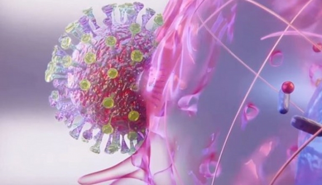 Βίντεο - αναπαράσταση: Δείτε πώς ο κορονοϊός μολύνει τα ανθρώπινα κύτταρα