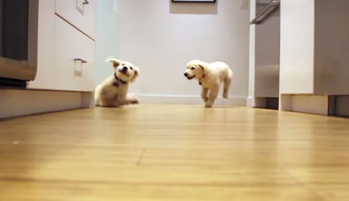 Όπου ακούς φαγητό τρέχα: Δύο σκύλοι μυρίζονται φαγητό και το τρέξιμο αρχίζει (Βίντεο)
