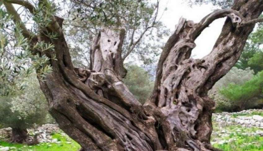Χαρτογράφηση των υπεραιωνόβιων δέντρων στα Δωδεκάνησα – Ελαιόδεντρο πάνω από 2.000 ετών εντοπίσθηκε στο Ασκληπειό