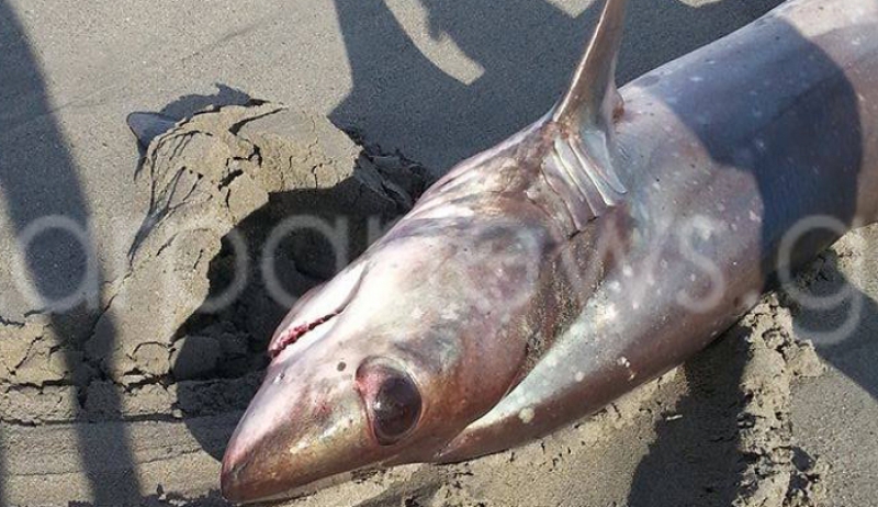 Καρχαρίας 3 μέτρα «βγήκε» στην παραλία του Πλατανιά [βίντεο]