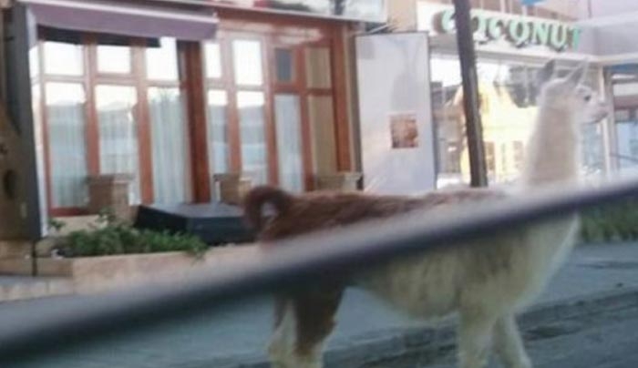 Λάμα (!) βγήκε... βόλτα στους δρόμους της Ρόδου [vid]