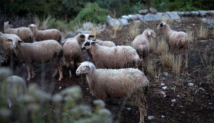 Συναγερμός για τα κρούσματα πανώλης: Μετά τη Θεσσαλία η Κόρινθος - Σύσκεψη για τη διασπορά του ιού