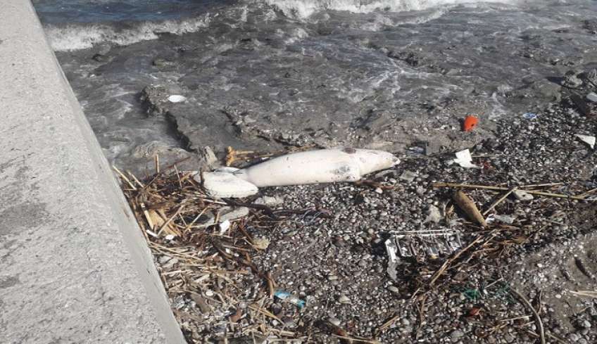 Εκβράστηκε νεκρή φώκια σε παραλία της Ρόδου