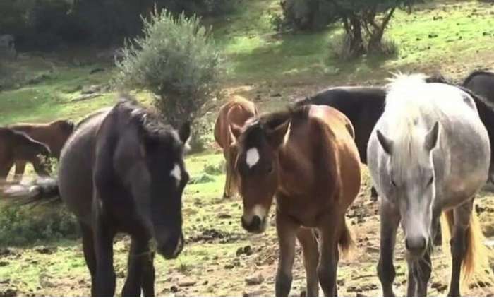 Εγκατέλειψαν 95 άλογα στον Υμηττό: Κραυγή αγωνίας για την επιβίωσή τους