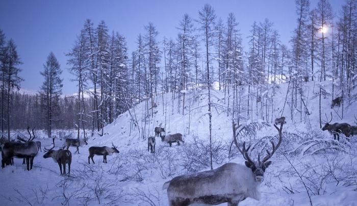 Εφιάλτης πριν τα Χριστούγεννα: Η Ρωσία ετοιμάζεται να θανατώσει 250.000 ταράνδους