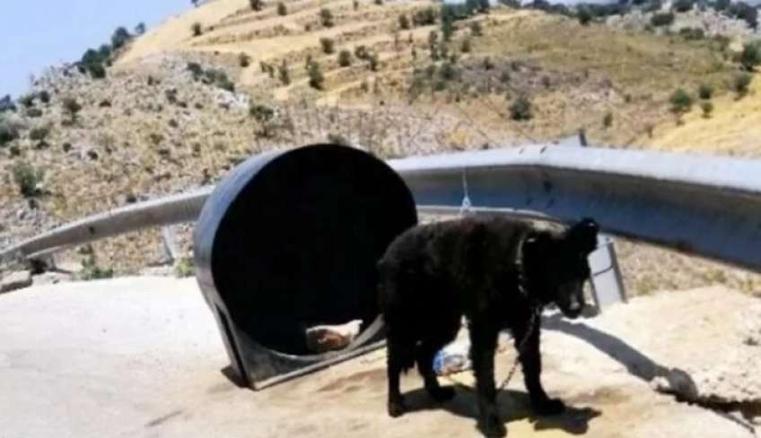 Αποτροπιασμός στην Κρήτη: Συνελήφθη &quot;κηδεμόνας&quot; σκύλου - Είχε το ζώο δεμένο σε βαρέλι, χωρίς τροφή και νερό [εικόνες]