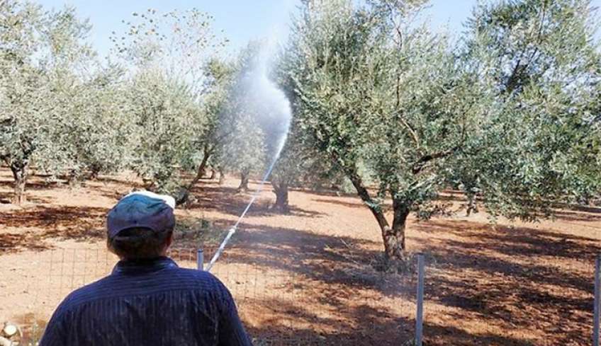 « Έναρξη δολωματικών ψεκασμών δακοκτονίας στα νησιά Ρόδο, Κώ, Κάσο, Αστυπάλαια, και Λέρο»