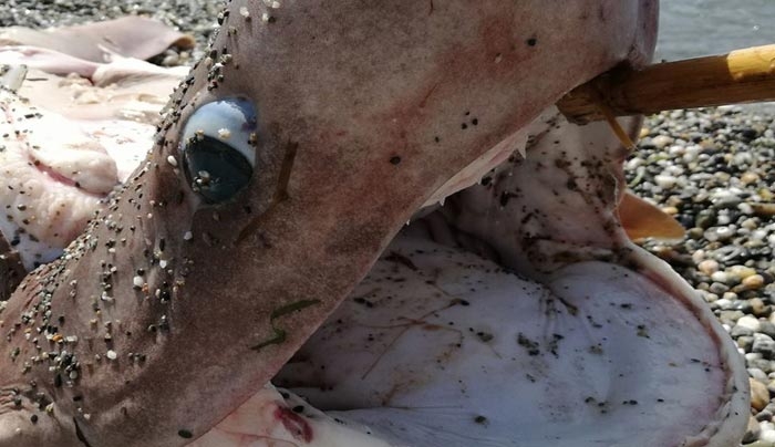 Τα σαγόνια του καρχαρία... σε παραλία της Καλαμάτας - ΦΩΤΟ