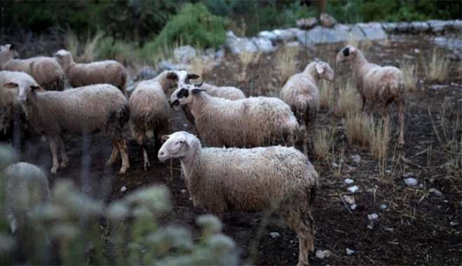 Ευλογιά προβάτων: Νέα κρούσματα στη Λάρισα - Σε καραντίνα ο νομός