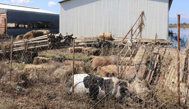 Υγειονομική βόμβα με τα χιλιάδες νεκρά ζώα -Μάχη με τον χρόνο για αποτεφρώσεις-υγειονομικές ταφές