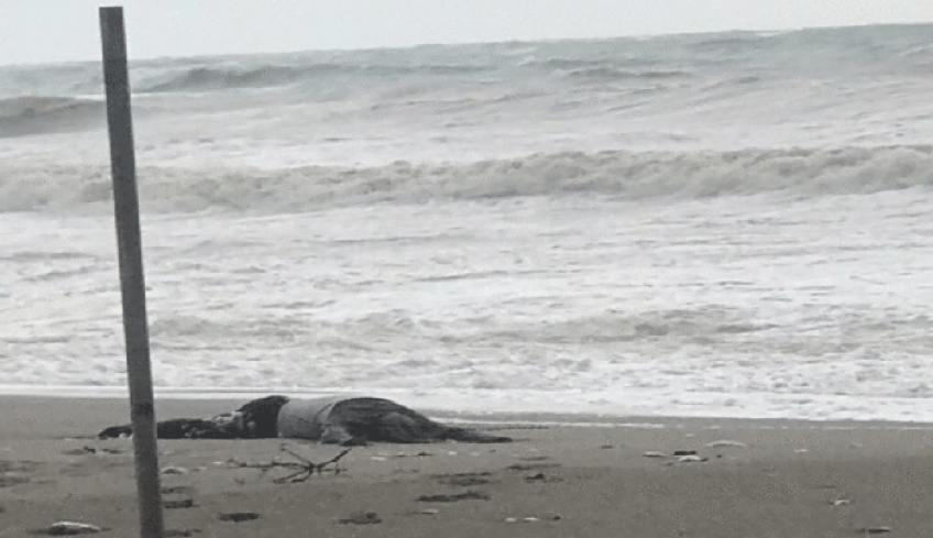 Και δεύτερο πτώμα άγνωστου άνδρα βρέθηκε στην παραλία Αφάντου