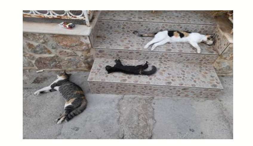 Δηλητηρίασαν 3 μικρά γατάκια στην περιοχή του αγίου Στεφάνου στην Κάλυμνο.