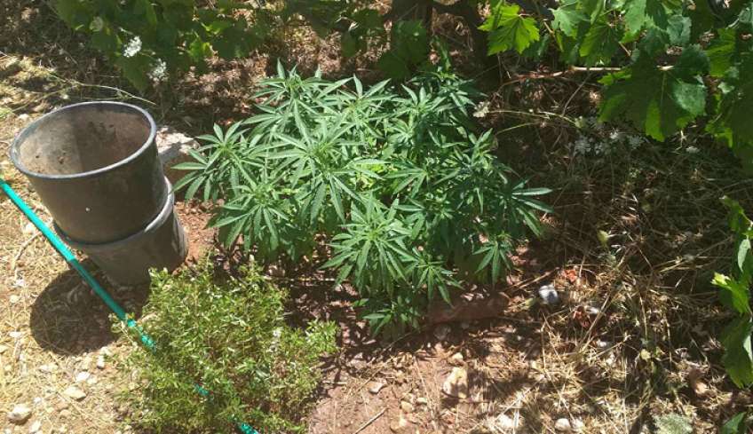 Κάλυμνος: Συνελήφθη ημεδαπός για καλλιέργεια ναρκωτικών και οπλοκατοχή