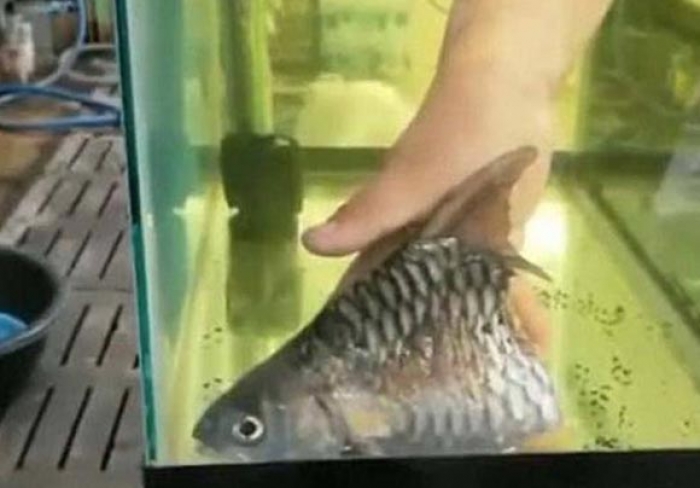 Το… μισό ψάρι που έζησε για 6 μήνες! (βίντεο-φωτό)